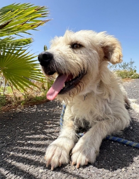 COTILLO (GOLFO) Image 1